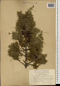 Juniperus oxycedrus L., Caucasus, Azerbaijan (K6) (Azerbaijan)