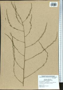 Asparagus officinalis L., Eastern Europe, Central region (E4) (Russia)