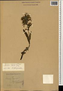 Pontechium maculatum (L.) Böhle & Hilger, Caucasus, North Ossetia, Ingushetia & Chechnya (K1c) (Russia)