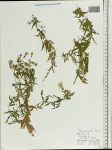 Silene procumbens Murray, Eastern Europe, Moscow region (E4a) (Russia)
