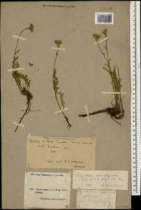 Tanacetum aureum (Lam.) Greuter, M. V. Agab. & Wagenitz, Caucasus, Armenia (K5) (Armenia)