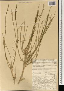 Haloxylon ammodendron (C. A. Mey.) Bunge ex Fenzl, Mongolia (MONG) (Mongolia)