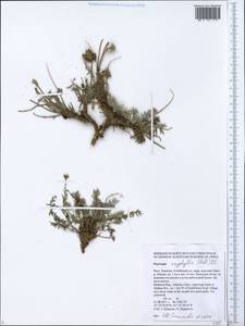 Oxytropis oxyphylla (Pall.)DC., Siberia, Altai & Sayany Mountains (S2) (Russia)