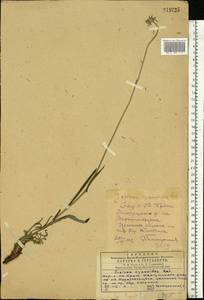 Jurinea cyanoides (L.) Rchb., Eastern Europe, South Ukrainian region (E12) (Ukraine)