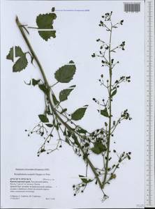 Scrophularia scopolii Hoppe, Caucasus, Black Sea Shore (from Novorossiysk to Adler) (K3) (Russia)