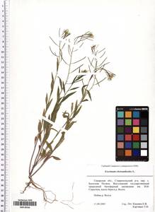 Erysimum cheiranthoides L., Eastern Europe, Middle Volga region (E8) (Russia)