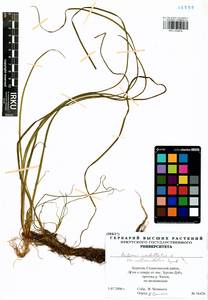 Butomus umbellatus L., Siberia, Baikal & Transbaikal region (S4) (Russia)