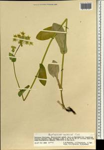 Bupleurum aureum Fisch., Mongolia (MONG) (Mongolia)