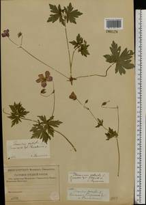 Geranium palustre L., Eastern Europe, Western region (E3) (Russia)