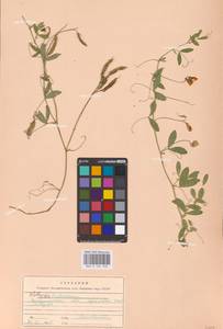 Lathyrus tuberosus L., Eastern Europe, West Ukrainian region (E13) (Ukraine)