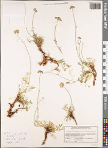 Seseli montanum L., Africa (AFR) (Morocco)