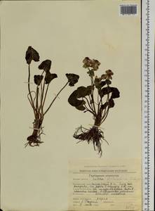 Caltha palustris var. barthei Hance, Siberia, Chukotka & Kamchatka (S7) (Russia)
