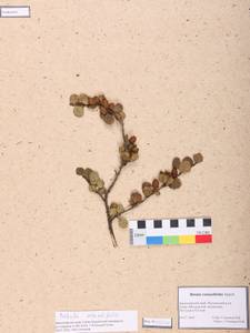 Betula glandulosa Michx., Siberia, Altai & Sayany Mountains (S2) (Russia)