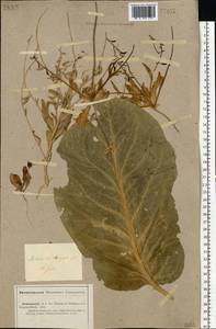 Goldbachia laevigata (M.Bieb.) DC., Middle Asia, Caspian Ustyurt & Northern Aralia (M8) (Kazakhstan)