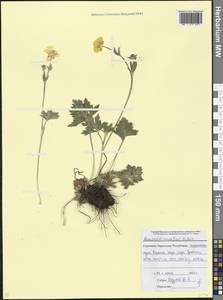 Ranunculus caucasicus M. Bieb., Caucasus, Stavropol Krai, Karachay-Cherkessia & Kabardino-Balkaria (K1b) (Russia)