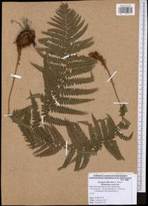 Dryopteris filix-mas (L.) Schott, Eastern Europe, Central region (E4) (Russia)