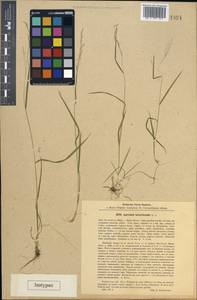 Agrostis clavata Trin., Caucasus, Stavropol Krai, Karachay-Cherkessia & Kabardino-Balkaria (K1b) (Russia)