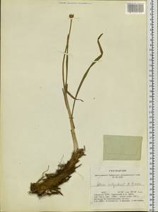 Allium malyschevii N.Friesen, Siberia, Altai & Sayany Mountains (S2) (Russia)