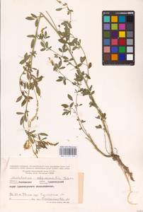 Melilotus officinalis (L.) Lam., Eastern Europe, Rostov Oblast (E12a) (Russia)