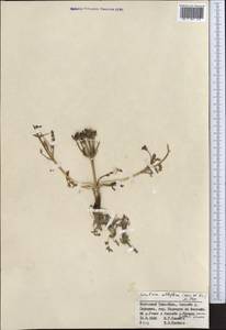 Schulzia albiflora (Kar. & Kir.) Popov, Middle Asia, Northern & Central Tian Shan (M4) (Kyrgyzstan)