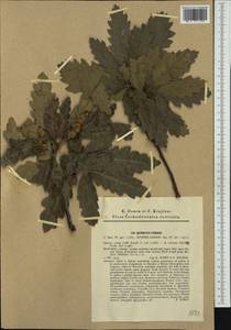 Quercus cerris L., Western Europe (EUR) (Slovakia)