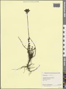 Hypericum scabrum L., Caucasus, Armenia (K5) (Armenia)