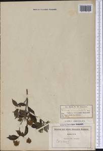 Cornus racemosa Lam., America (AMER) (United States)