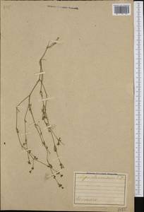 Asperula aristata subsp. scabra Nyman, Western Europe (EUR) (Italy)