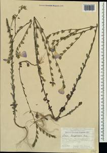 Linum hirsutum L., Crimea (KRYM) (Russia)