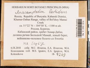 Anacamptodon latidens (Besch.) Broth., Bryophytes, Bryophytes - Baikal & Transbaikal regions (B18) (Russia)