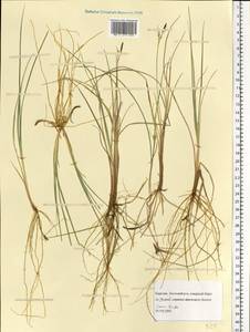 Carex livida (Wahlenb.) Willd., Eastern Europe, Northern region (E1) (Russia)