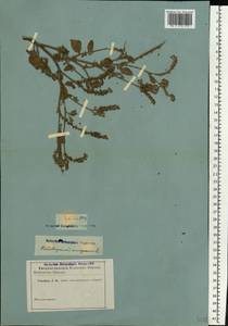 Heliotropium europaeum L., Crimea (KRYM) (Russia)