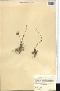 Pseudosedum ferganense Boriss., Middle Asia, Pamir & Pamiro-Alai (M2) (Kyrgyzstan)