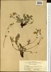 Potentilla sericea L., Siberia, Altai & Sayany Mountains (S2) (Russia)