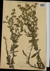 Pulicaria dysenterica (L.) Bernh., Western Europe (EUR) (Austria)