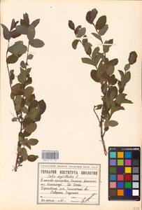 Salix myrtilloides L., Siberia, Western Siberia (S1) (Russia)