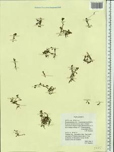 Lythrum portula (L.) D. A. Webb, Eastern Europe, Central region (E4) (Russia)