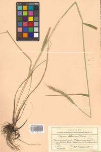 Campeiostachys dahurica (Turcz. ex Griseb.) B.R.Baum, J.L.Yang & C.Yen, Siberia, Russian Far East (S6) (Russia)