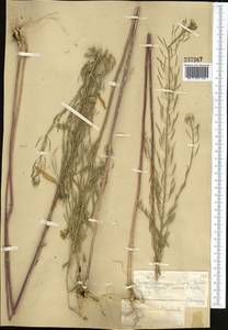 Erysimum cheiranthoides L., Middle Asia, Muyunkumy, Balkhash & Betpak-Dala (M9) (Kazakhstan)