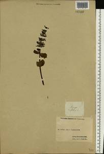 Ajuga reptans L., Eastern Europe, Western region (E3) (Russia)