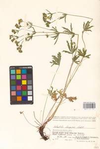 Potentilla longipes Ledeb., Eastern Europe, Lower Volga region (E9) (Russia)