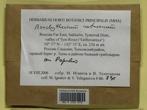 Brachythecium capillaceum (F. Weber & D. Mohr) Giacom., Bryophytes, Bryophytes - Russian Far East (excl. Chukotka & Kamchatka) (B20) (Russia)