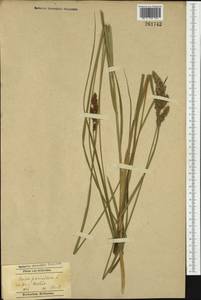 Carex paniculata L., Western Europe (EUR) (Poland)