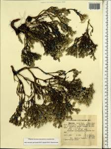 Helichrysum citrispinum Delile, Africa (AFR) (Ethiopia)