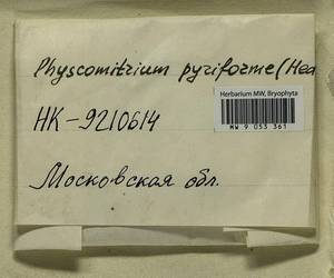 Physcomitrium pyriforme (Hedw.) Brid., Bryophytes, Bryophytes - Moscow City & Moscow Oblast (B6a) (Russia)