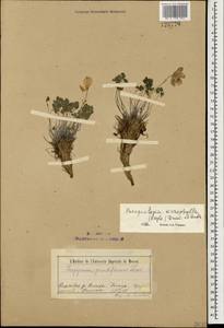 Paraquilegia anemonoides (Willd.) Engl. ex Ulbr., Mongolia (MONG) (Mongolia)