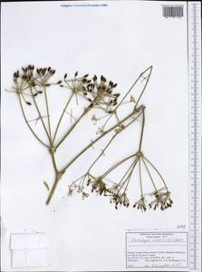 Ferulago nodosa (L.) Boiss., Western Europe (EUR) (Greece)