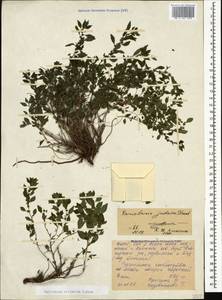 Parietaria judaica L., Caucasus, North Ossetia, Ingushetia & Chechnya (K1c) (Russia)