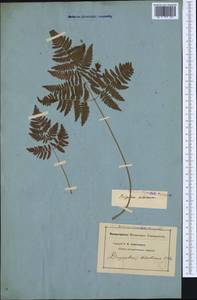 Gymnocarpium robertianum (Hoffm.) Newman, Western Europe (EUR) (Not classified)