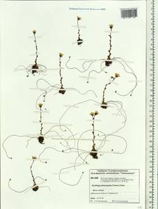 Saxifraga platysepala (Trautv.) Tolm., Siberia, Central Siberia (S3) (Russia)